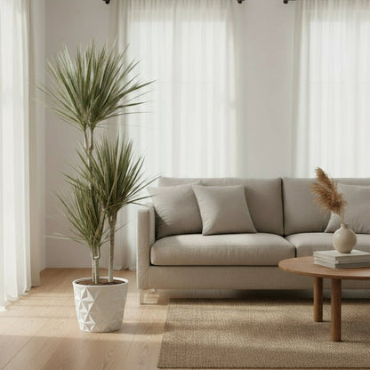 Dracaena Bicolor – Dragonnier bicolore - Verdeia