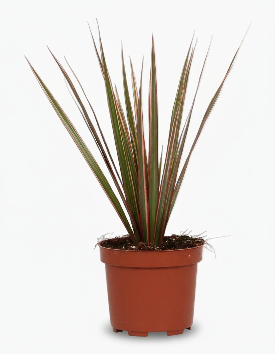 Dracaena Bicolor – Dragonnier bicolore - Verdeia