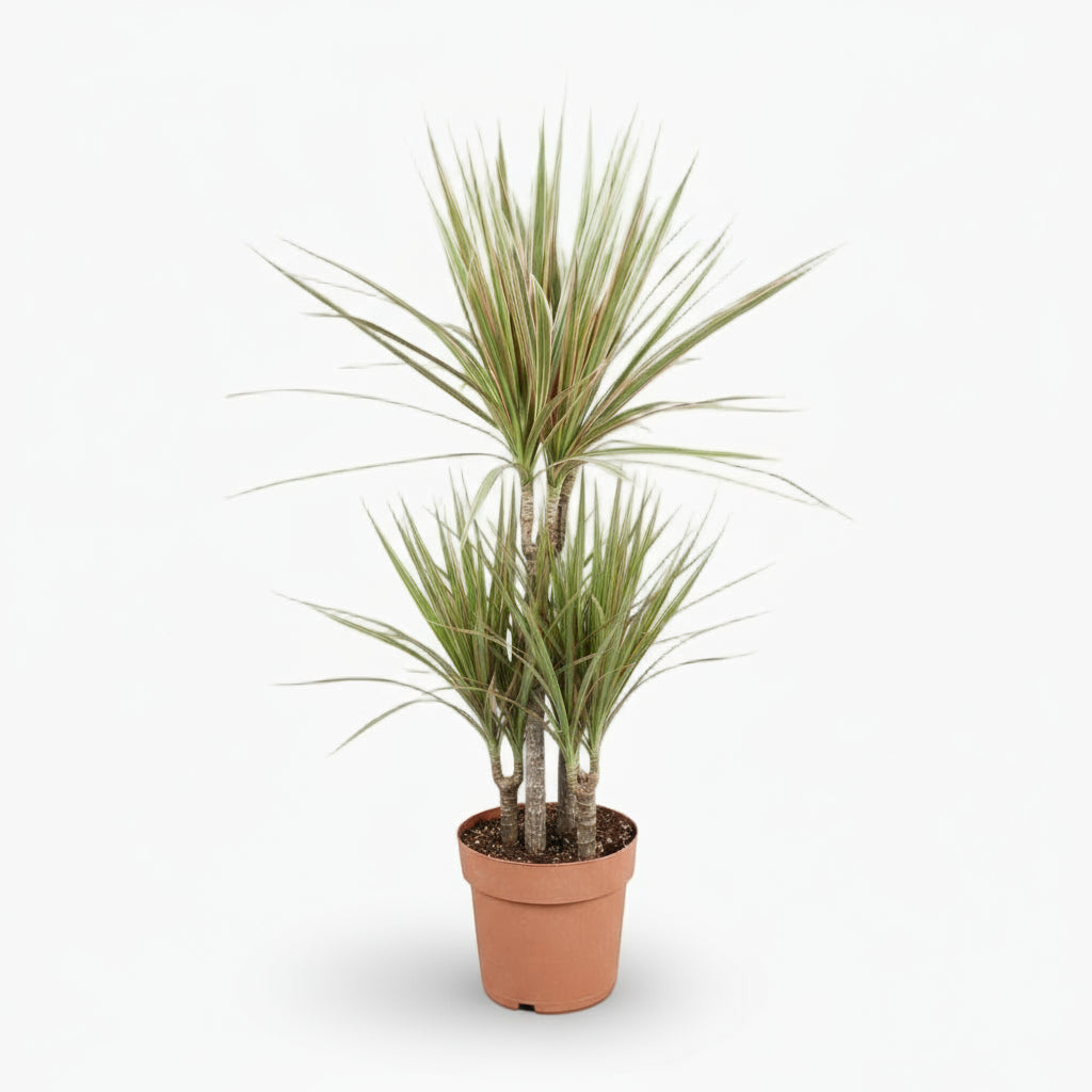 Dracaena Bicolor – Dragonnier bicolore - Verdeia