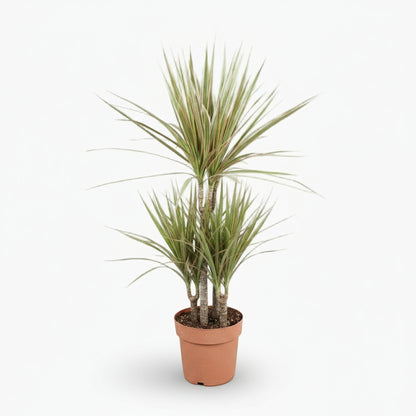 Dracaena Bicolor – Dragonnier bicolore - Verdeia