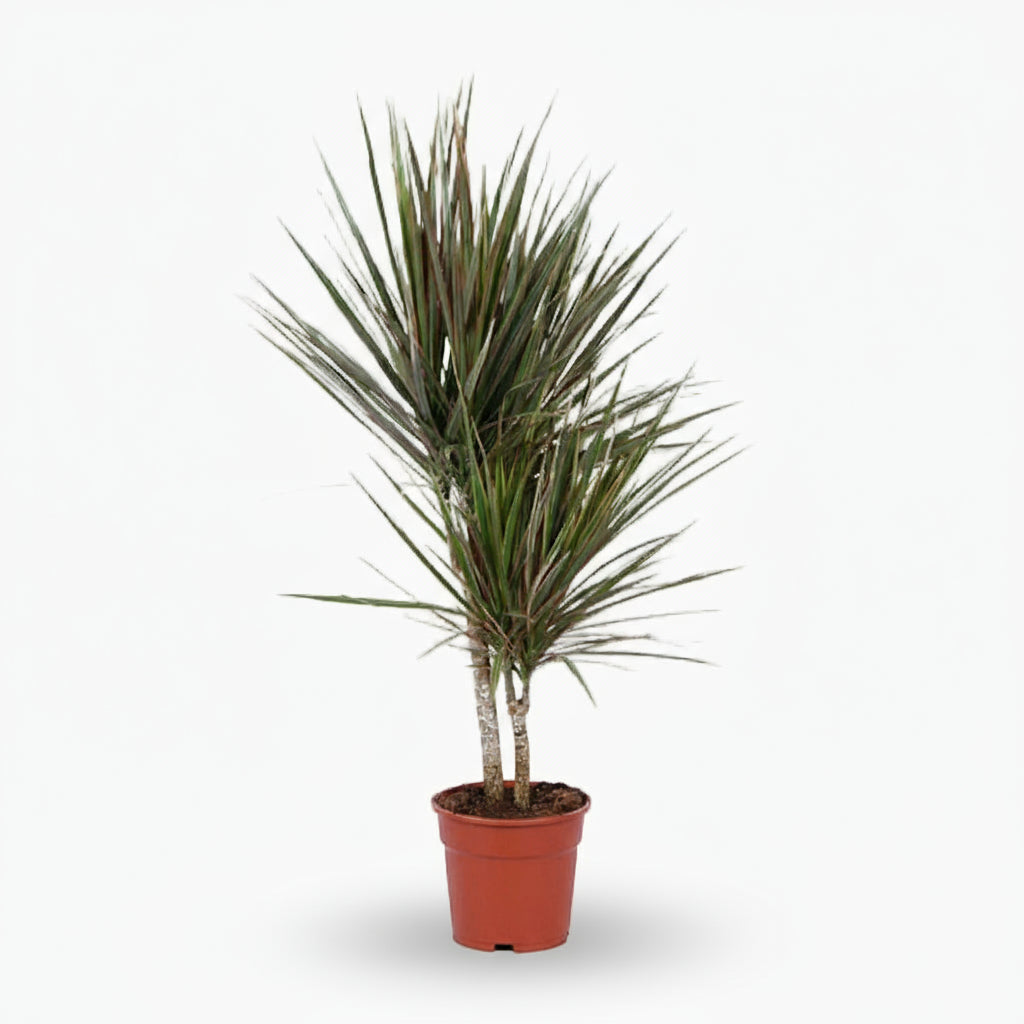 Dracaena Bicolor – Dragonnier bicolore - Verdeia