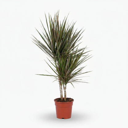 Dracaena Bicolor – Dragonnier bicolore - Verdeia