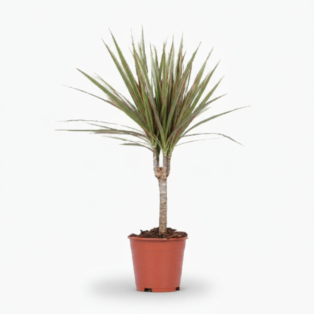 Dracaena Bicolor – Dragonnier bicolore - Verdeia