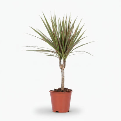 Dracaena Bicolor – Dragonnier bicolore - Verdeia