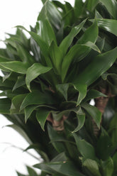 Dracaena &