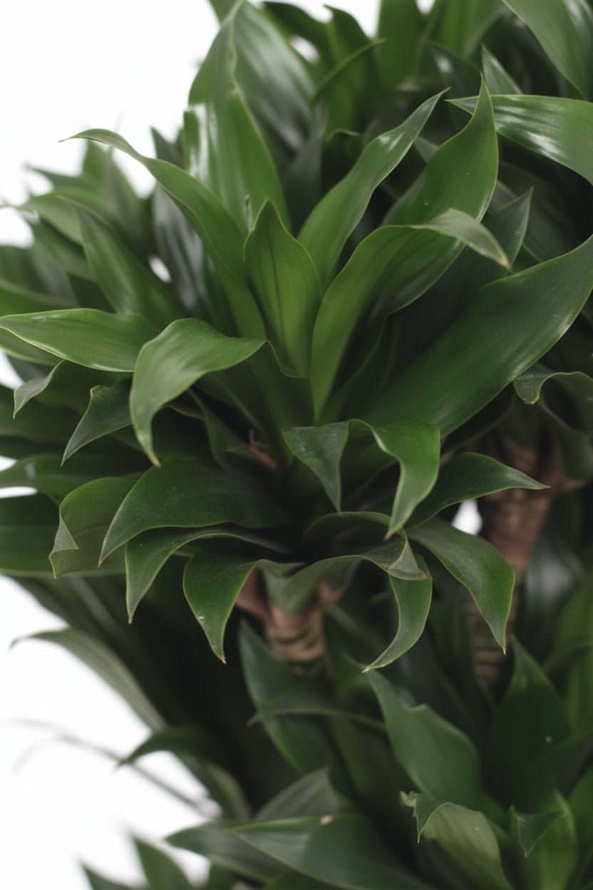 Dracaena &