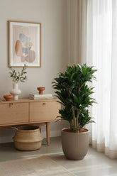 Dracaena &