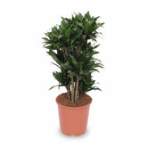 Dracaena &