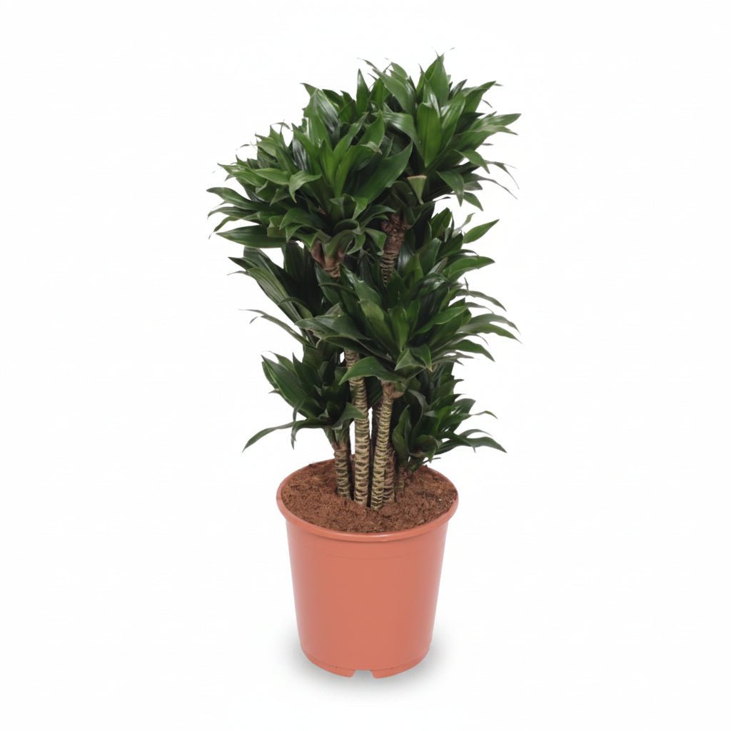 Dracaena &