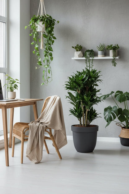Dracaena &