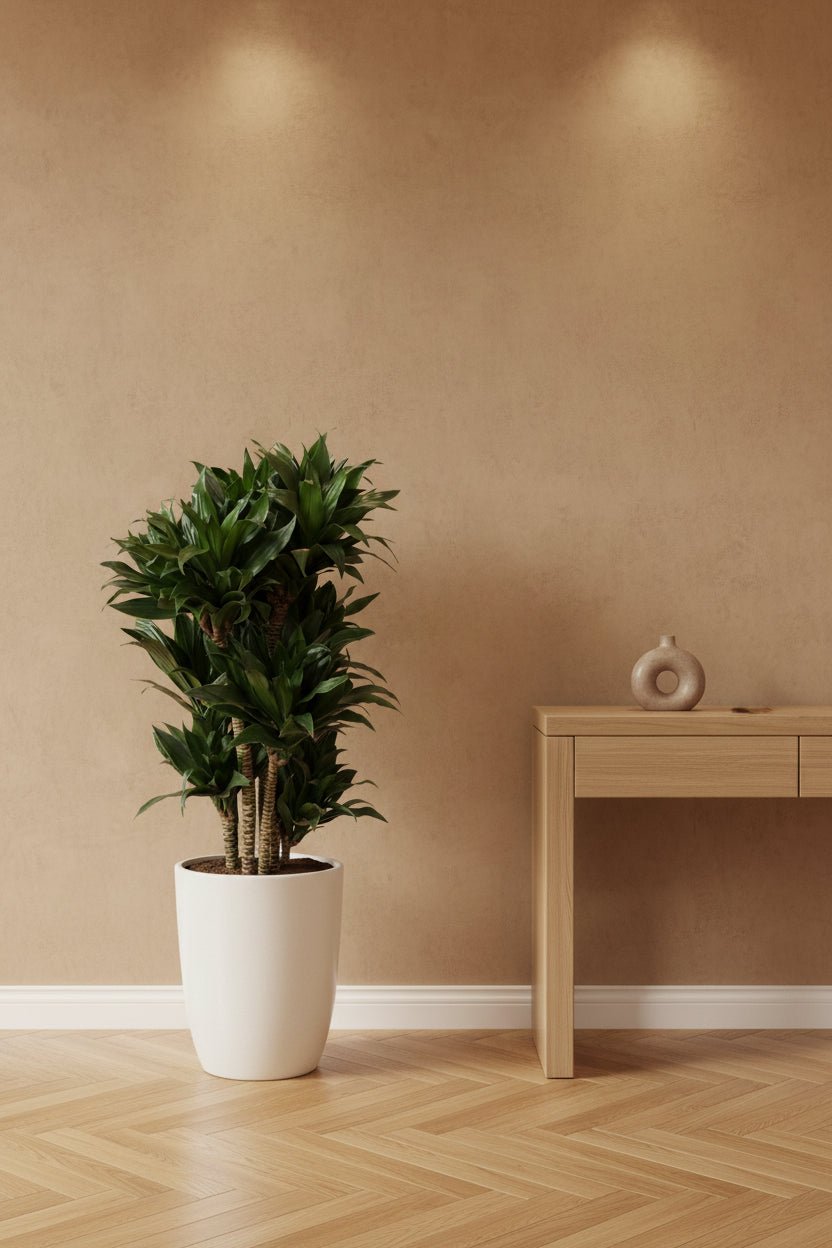 Dracaena &