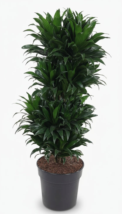 Dracaena Compacta ramifiée — Ø27 cm — H100 cm - Verdeia