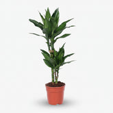 Dracaena Janet Lind — Dragón — Ø17 cm — H70 cm - Verdeia - 1