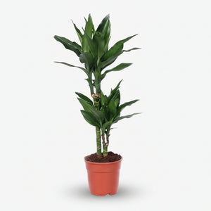 dracaena fragrans tóxico para cachorro Dracaena Janet Lind — Dragoeiro, tolera sombra