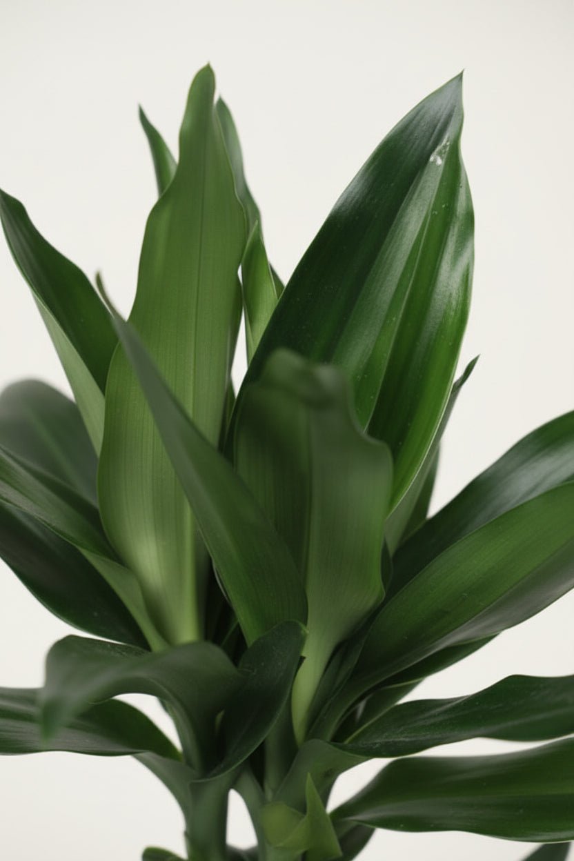 Grande plano da folhagem da Dracaena Janet Lind, dracena
