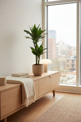 Dracaena Janet Lind — Dragón — Ø17 cm — H70 cm - Verdeia - 5