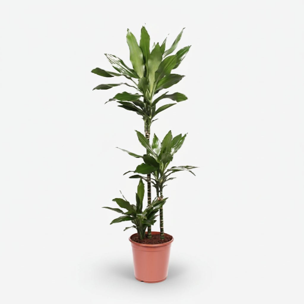 Dracaena Janet Lind — Dragonnier - Verdeia - 8