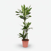 Dracaena Janet Lind — Dragonnier - Verdeia - 8