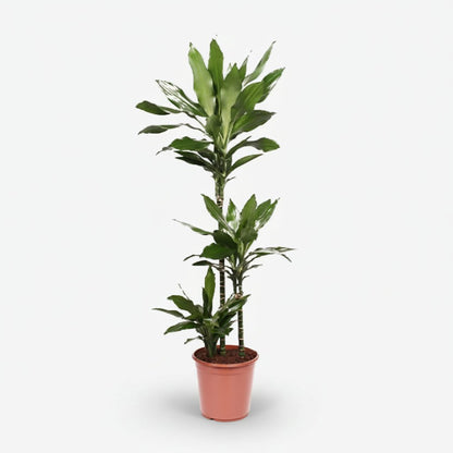 Dracaena Janet Lind — Dragonnier - Verdeia - 8