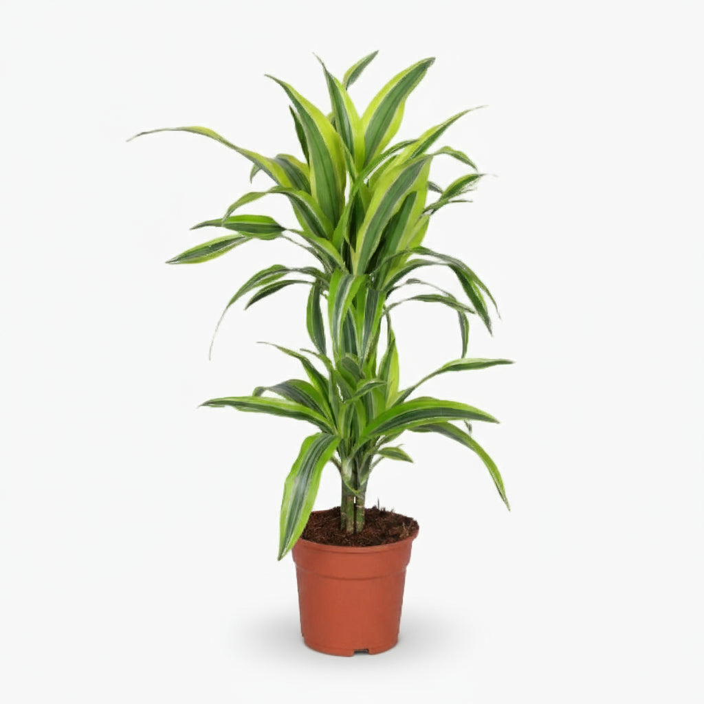 Dracaena Lemon Lime – Dragonnier d’intérieur panaché - Verdeia