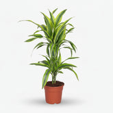 Dracaena Lemon Lime – Dragón de interior jaspeado - Verdeia - 1