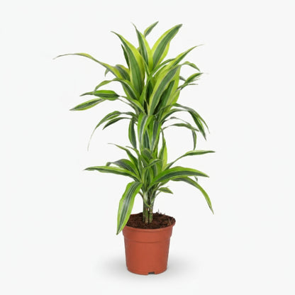 Dracaena Lemon Lime – Dragonnier d’intérieur panaché - Verdeia