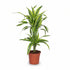 Dracaena Lemon Lime – Dragoeiro de interior variegado - Verdeia - 1