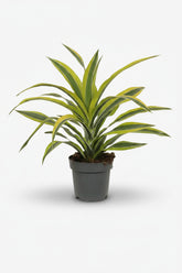 Dracaena Lemon Lime – Dragón de interior jaspeado - Verdeia - 4