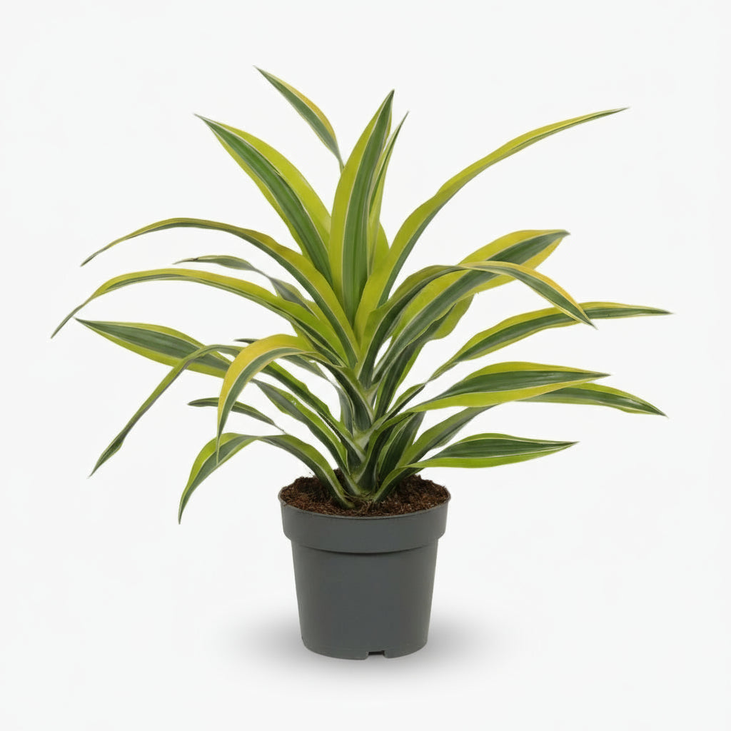 Dracaena Lemon Lime – Dragonnier d’intérieur panaché - Verdeia