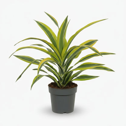 Dracaena Lemon Lime – Dragonnier d’intérieur panaché - Verdeia
