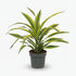 Dracaena Lemon Lime – Dragonnier d’intérieur panaché - Verdeia