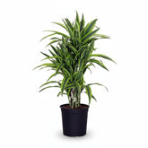 Dracaena Lemon Lime (Dragonnier panaché) - Verdeia - 9