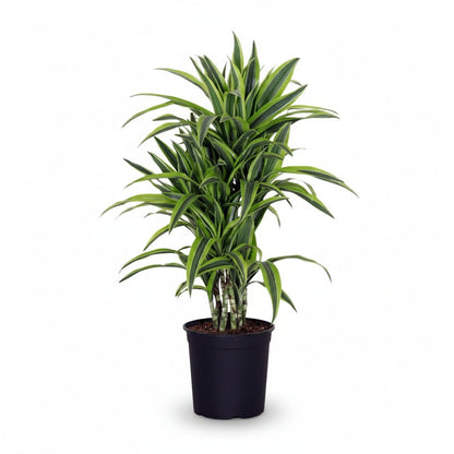 Dracaena Lemon Lime (Dragonnier panaché) - Verdeia - 9