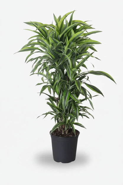 Dracaena Lemon Lime (Dragonnier panaché) - Verdeia - 5