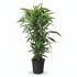 Dracaena Lemon Lime (panachovaný dracéna) - Verdeia - 5