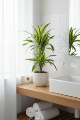 Dracaena Lemon Lime (Dragonnier panaché) - Verdeia - 7