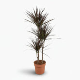 Dracaena Magenta – Drácena púrpura gráfica - Verdeia - 1