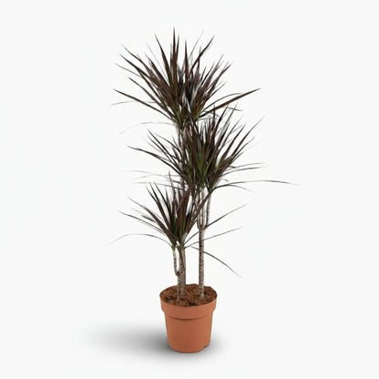 Dracaena Magenta – Dracène pourpre graphique - Verdeia