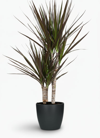 Dracaena Magenta – Dracène pourpre graphique - Verdeia