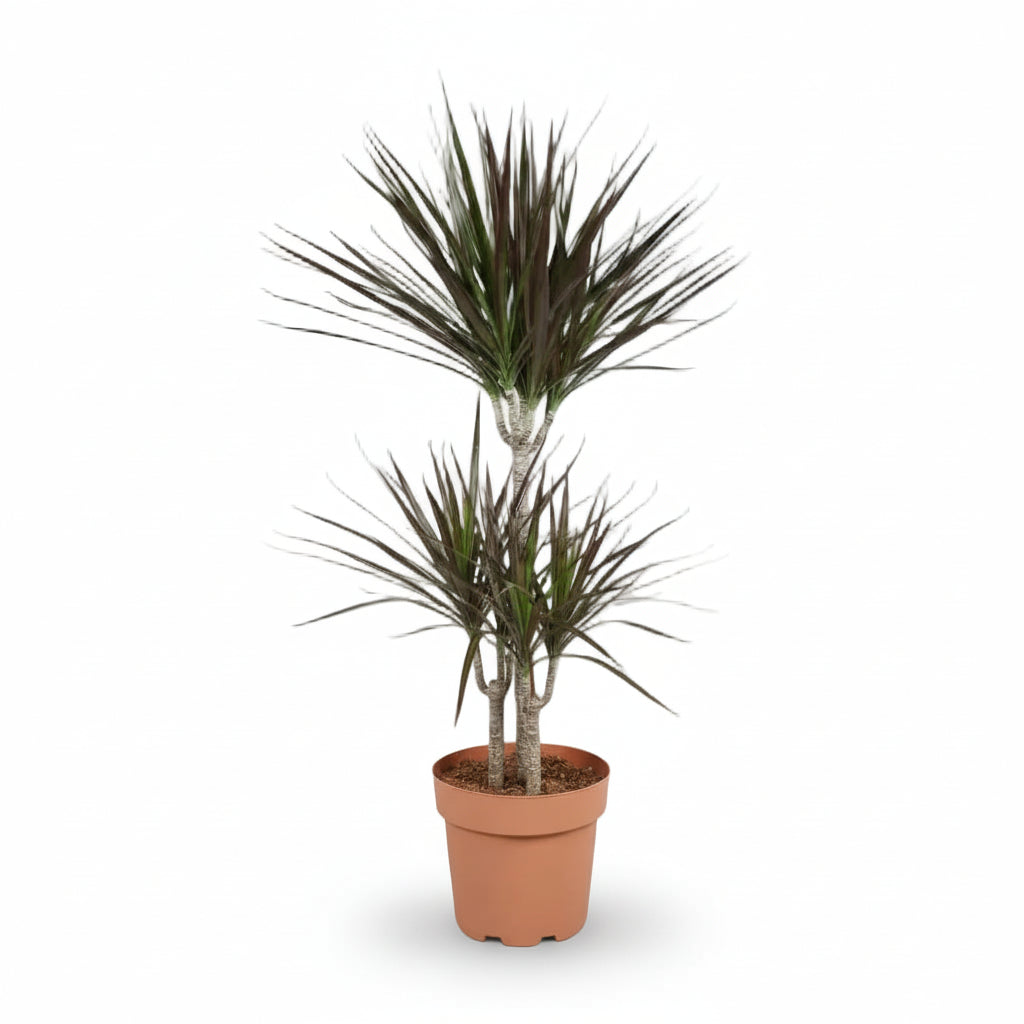 Dracaena Magenta – Graphic Purple Dracaena - Verdeia - 9