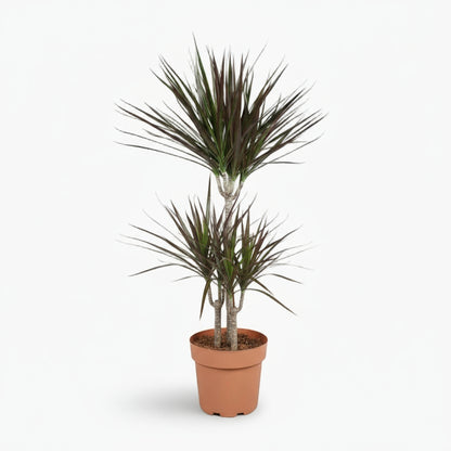 Dracaena Magenta – Dracène pourpre graphique - Verdeia