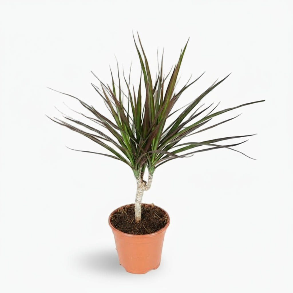 Dracaena Magenta – Dracène pourpre graphique - Verdeia