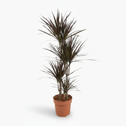 Dracaena Magenta – Dracène pourpre graphique - Verdeia