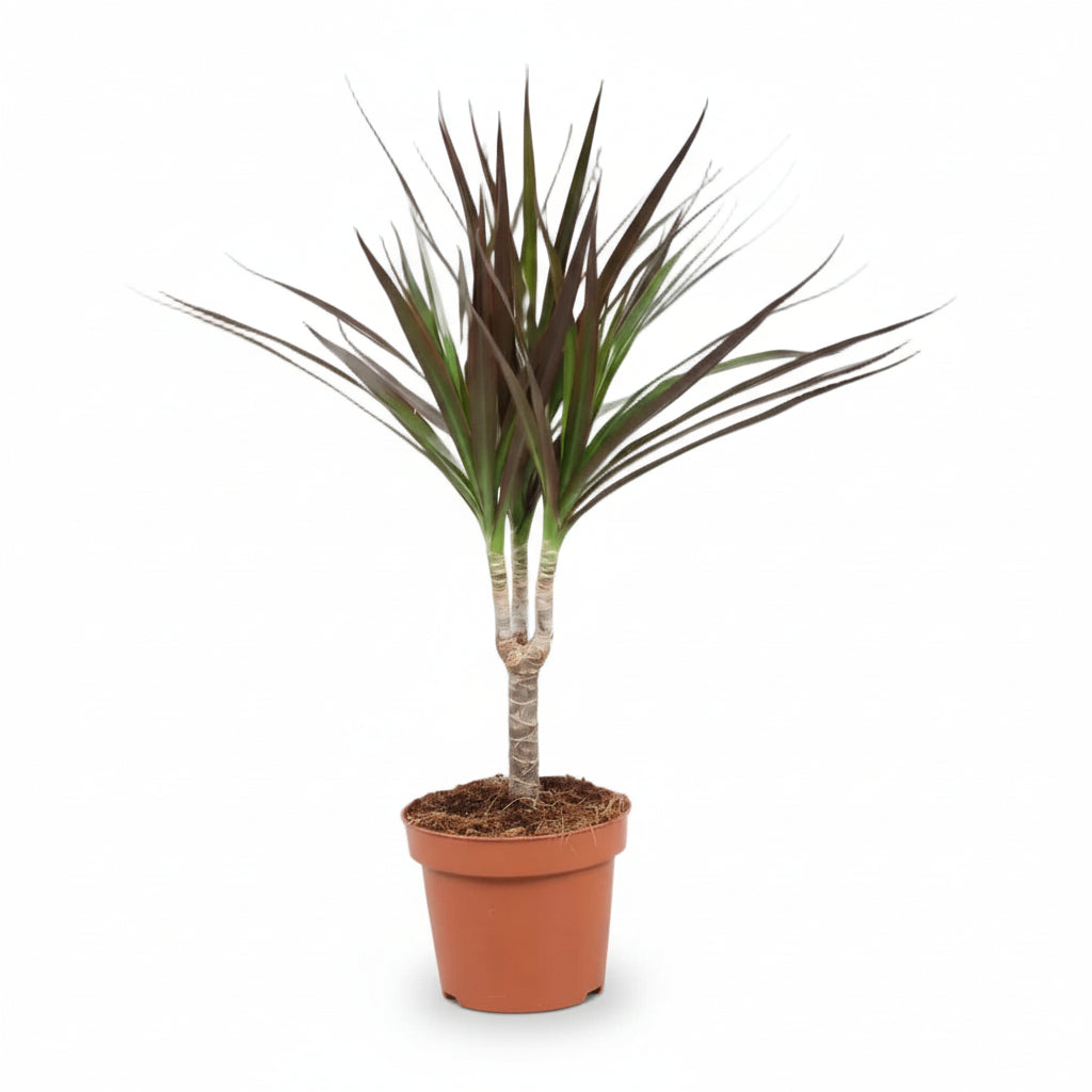 Dracaena Magenta – Graphic Purple Dracaena - Verdeia - 4