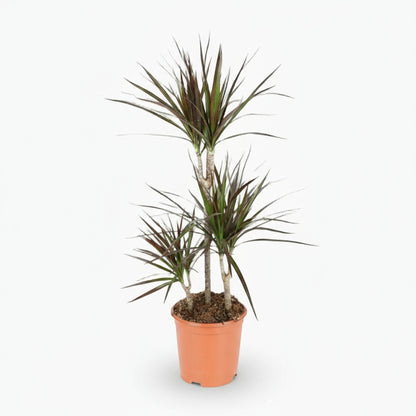Dracaena Magenta – Dracène pourpre graphique - Verdeia