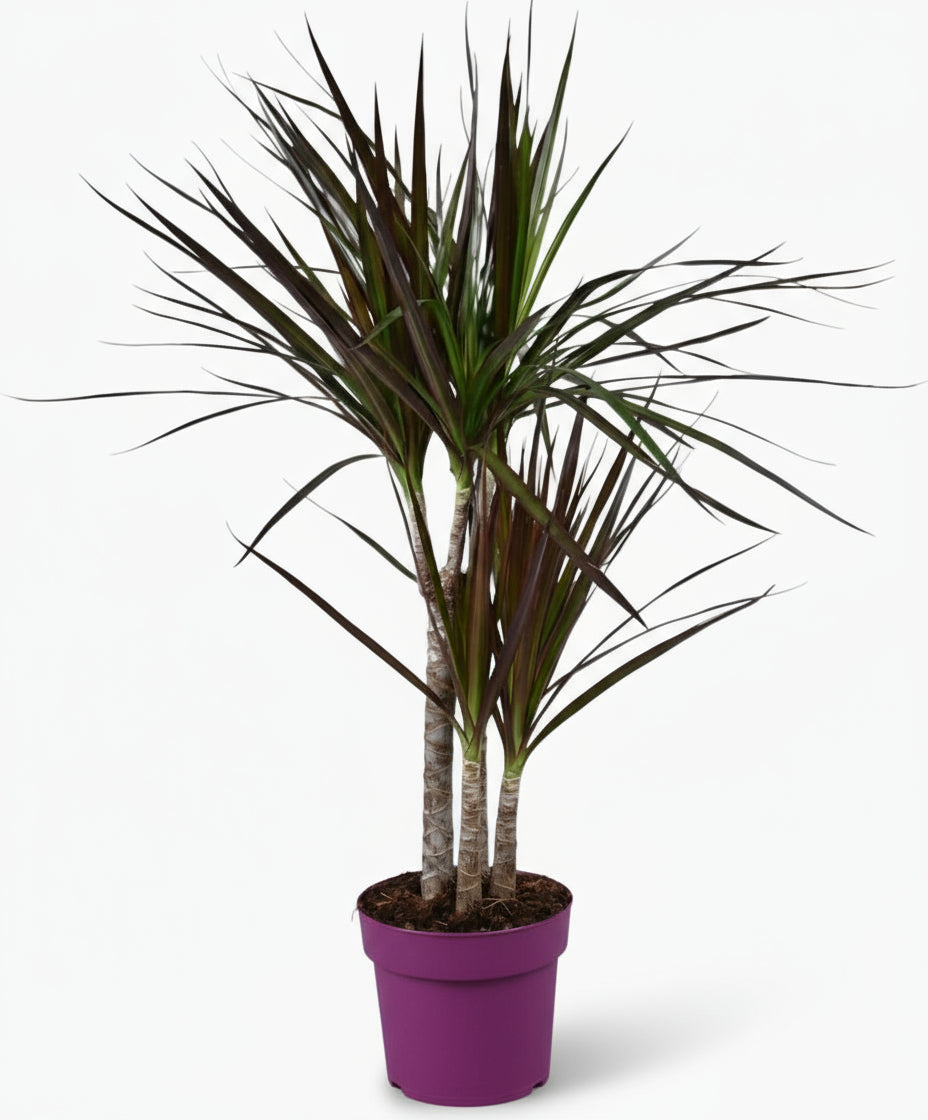 Dracaena Magenta – Dracène pourpre graphique - Verdeia