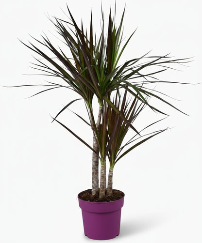 Dracaena Magenta – Dracène pourpre graphique - Verdeia
