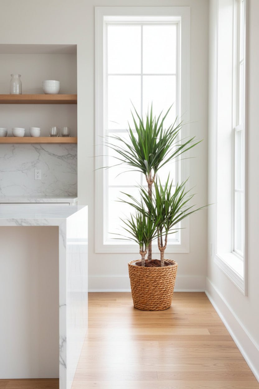 Dracaena marginata (Drachenbaum von Madagaskar) - H95 cm | Geflochtener Korb Ø21 cm - Verdeia - 5