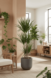 Dracaena marginata – Dragón de Madagascar - Verdeia - 11