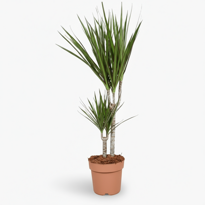 Dracaena marginata – Dragonnier de Madagascar - Verdeia